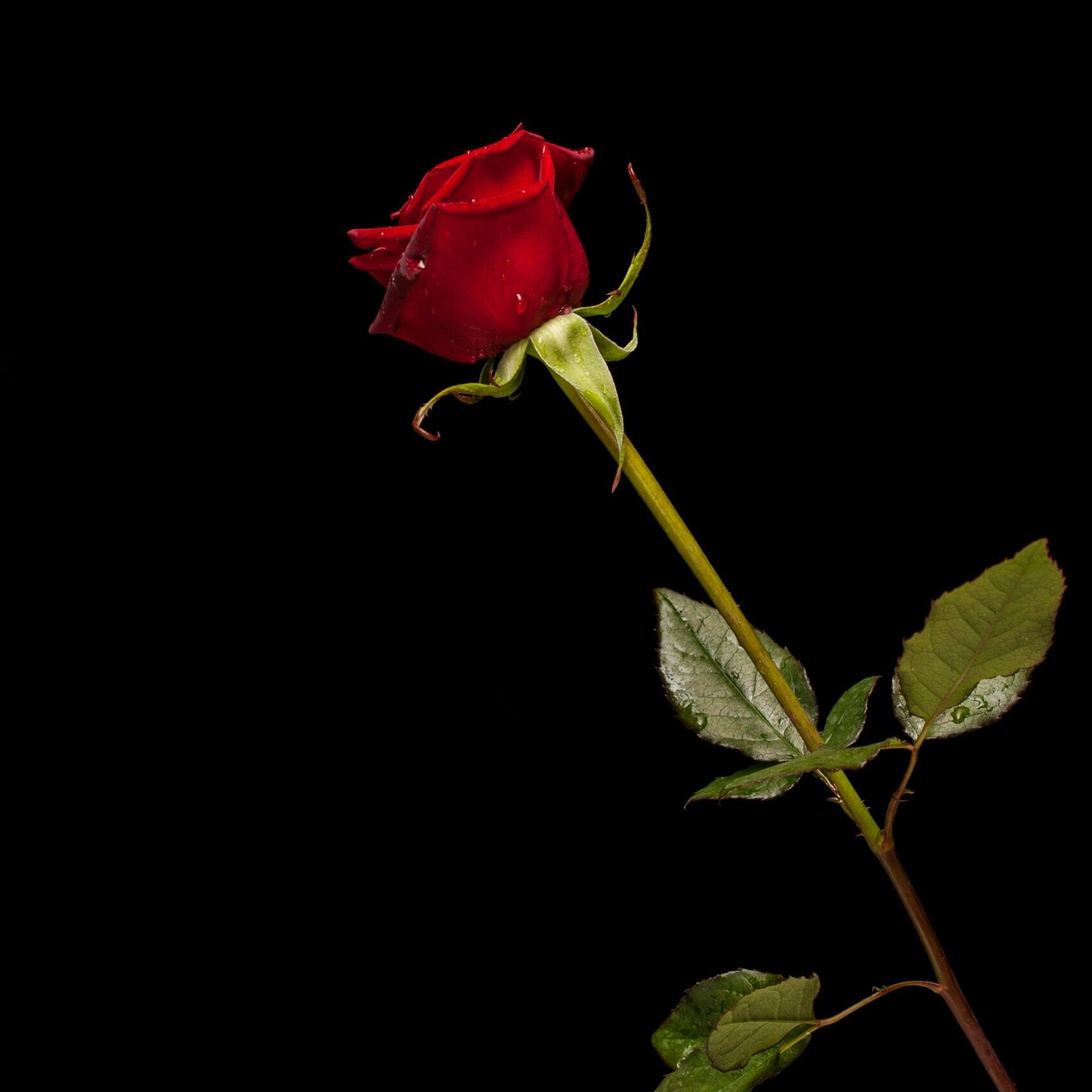 Rote Rose auf schwarzem Hintergrund